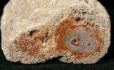 Polished Petrified Wood Limb - Madagascar #17156-1